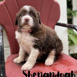 Bordoodle Puppies from Borders of Eby Eden