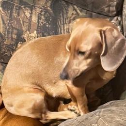 Thump - Dachshund