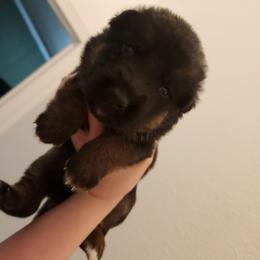 Yellow Girl - Black and red female German Shepherd puppy in Longview, Washington from Bunkerhill Shepherds