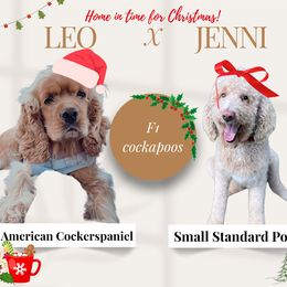 Cockapoo puppies from Boutique Doodles