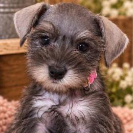 Chloe - Salt and pepper female Miniature Schnauzer puppy in Bloomington, California from Michael's Minis