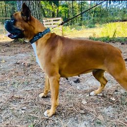 Bambi - Boxer