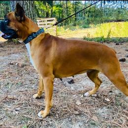 Bambi - Boxer