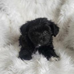 Sassy - Black & white female Maltipoo puppy in Okc, Oklahoma from Designer Poos By Diva