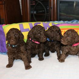 Poodle Puppies from RK'S Pets