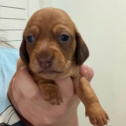 Sally - Red female Dachshund puppy in Southwest Ranches, Florida from Breezy Florida Dachshunds