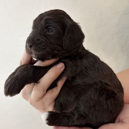 Bear - Chocolate male Goldendoodle puppy in Surprise, Arizona from Arizona West Valley Goldendoodles