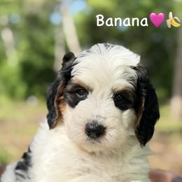 Banana - Tri-color female Bernedoodle puppy in Lancaster, Minnesota from Richardville Hunde