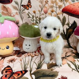 Atlas (Yogi) - Light golden male Golden Retriever puppy in Katy, Texas from Tails of Cypress