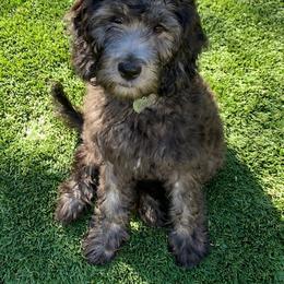 Assorted Doodle Crosses, Australian Labradoodle, Goldendoodle, and Newfoundland Puppies from Twin Sisters Doodles