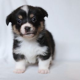American Corgi Puppies from Diamond Corgis