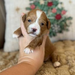 Hope - Red  female Goldendoodle puppy in Wharton, Texas from Little Fur Friends