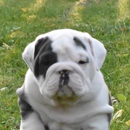 Bulldog Puppies from Raise The Woof Bulldogs