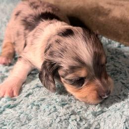 Royal - Dapple male Dachshund puppy in El Cajon, California from Lisa Buxton