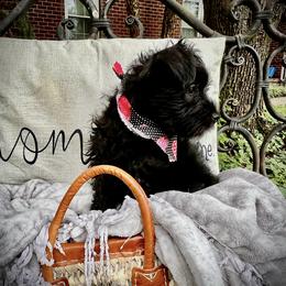 Miniature Schnauzer Puppies from Sophie’s Choice Puppies