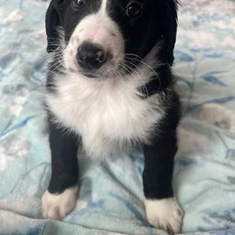 Bernedoodle Puppies from East Coast Bernedoodles