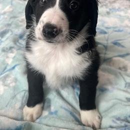 Bernedoodle Puppies from East Coast Bernedoodles