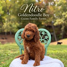 Nitro - male Goldendoodle puppy in Grove, Oklahoma from Guinn Family Farms