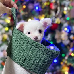 Frosty - Blue and white male Chihuahua puppy in Harrison, Michigan from Cloud9 Chihuahuas