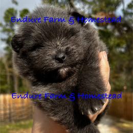 Jelly Belly - Blue male Pomeranian puppy in Plantersville, Texas from Endure Farm Inc