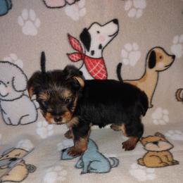 Mia - Black and tan female Yorkshire Terrier puppy in Lapeer, Michigan from Puppy Kisses