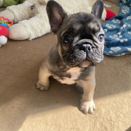 Oliver - Fawn male French Bulldog puppy in Sidney Center, New York from iFrenchi