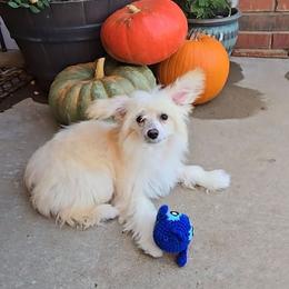 Irving Long Star Angel - Apricot male Chinese Crested puppy in Amarillo, Texas from Victoria's Chinese Cresteds Long Star Angels