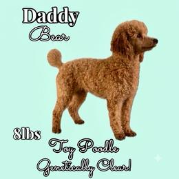 Bear - Poodle