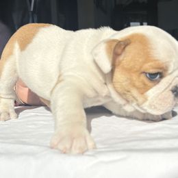 Bulldog Puppies from Anthony Manor Bulldogs