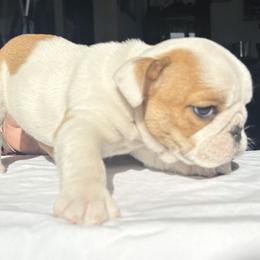 Bulldog Puppies from Anthony Manor Bulldogs