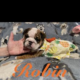 Bulldog Puppies from Davis Bullies