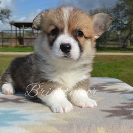 Charm - Red male Pembroke Welsh Corgi puppy in Edna, Texas from MG Corgis