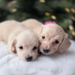 Willie - Cream male Dachshund puppy in Richmond, Virginia from Irresistible Dachshunds & Cavaliers