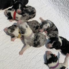 Bordoodle Puppies from Borders of Eby Eden
