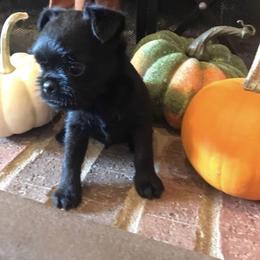 Bernese Mountain Dog and Brussels Griffon Puppies from Brooks Berner Bears