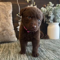 Opal - Brown female Chesapeake Bay Retriever puppy in Ulen, Minnesota from North Wind Gundogs
