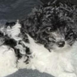 Poodles from Little Paws Poodles