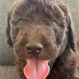 Goldendoodles and Labradoodles from Oodles of doodles nw ga