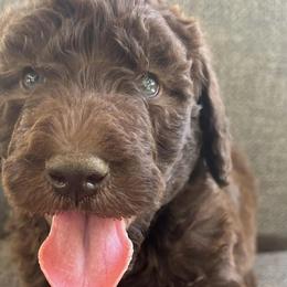 Goldendoodles and Labradoodles from Oodles of doodles nw ga