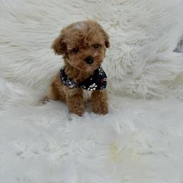 Ze - Apricot male Goldendoodle puppy in Davie, Florida from Daviegoldendoodles