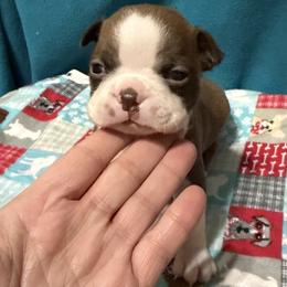 Kimmy - Red female Boston Terrier puppy in Wellington, Ohio from Twist of Faith Farms