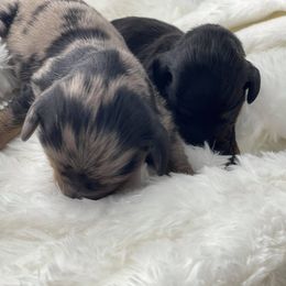 Dachshund Puppies from Hart Dachshunds