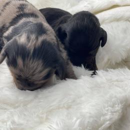 Dachshund Puppies from Hart Dachshunds