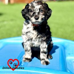 Dorothy - Merle female Goldendoodle puppy in Vacaville, California from Dillon Doodles