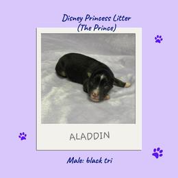Miniature Australian Shepherd and Toy Australian Shepherd Puppies from Ashley's Aussies, LLC