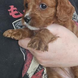 Icycle - Red female Cavapoo puppy in Conklin, Michigan from Lake Michigan Couture Cavapoos & Cockapoos