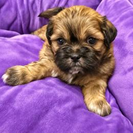Steele - Red male Shih Tzu puppy in Tallahassee, Florida from Bows and Bow Ties
