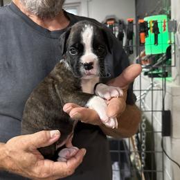 Liberty - Brindle female Boxer puppy in Taft, Tennessee from Hillbillie Boxers