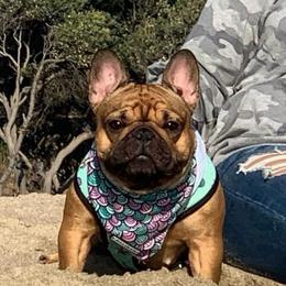 Stella - French Bulldog