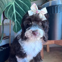 Maple with training - Brown and white female Cockapoo puppy in Boonville, North Carolina from Doods & Dolls